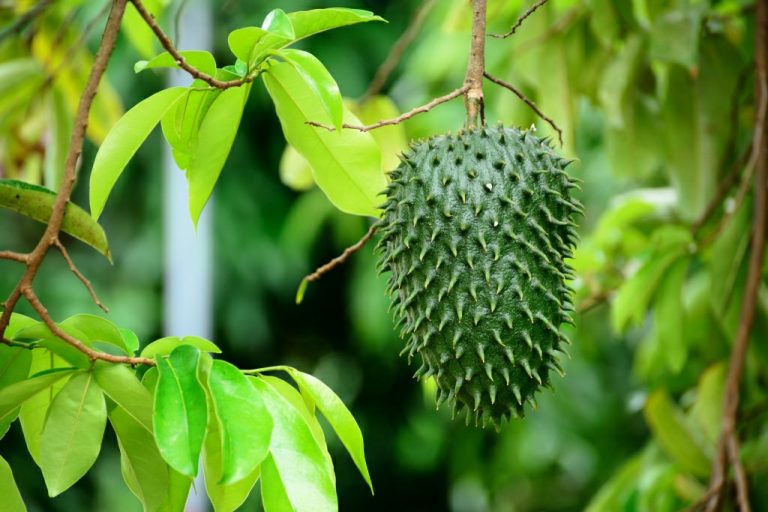 Graviola: the magical fruit of the Peruvian jungle