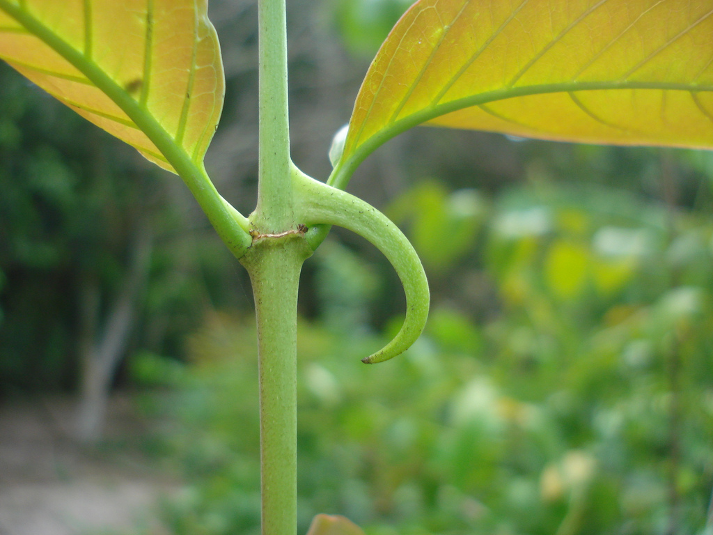 Cat’s Claw: the miraculous Healing plant