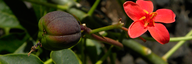 Huanarpo Macho, the Peruvian Ginseng