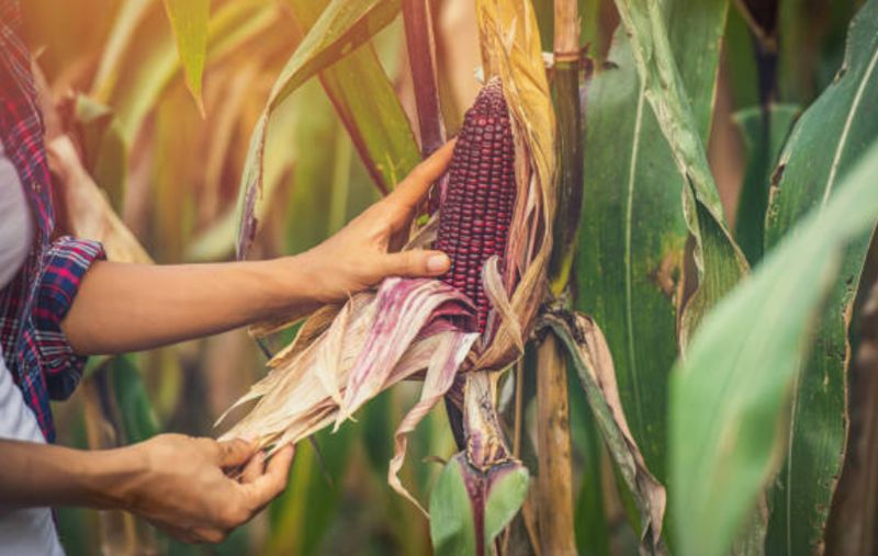 The Natural Antioxidant Power of Purple Corn